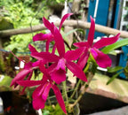 Catteliya Cherry Susice Medium Orchid Plant -With Terracota Pot