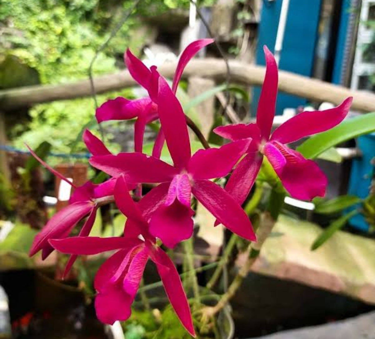 Catteliya Cherry Susice Medium Orchid Plant -With Terracota Pot