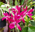 Catteliya Cherry Susice Medium Orchid Plant -With Terracota Pot
