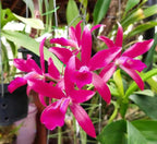 Catteliya Cherry Susice Medium Orchid Plant -With Terracota Pot