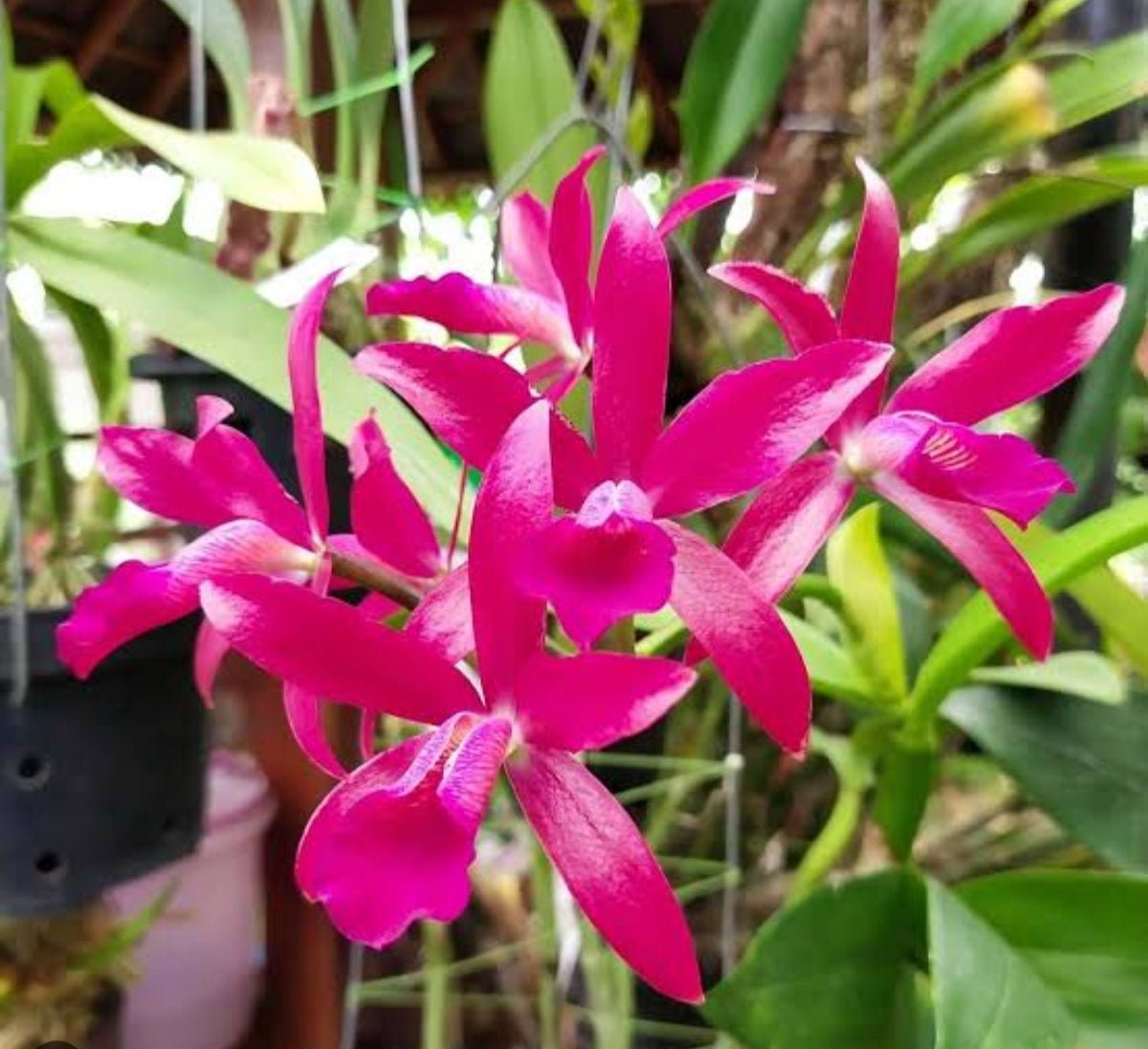 Catteliya Cherry Susice Medium Orchid Plant -With Terracota Pot