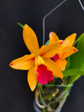 Catteliya Nikomosri Starbright Orange Malay Medium Orchid Plant -With Orchid Pot