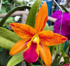 Catteliya Nikomosri Starbright Orange Malay Medium Orchid Plant -With Orchid Pot