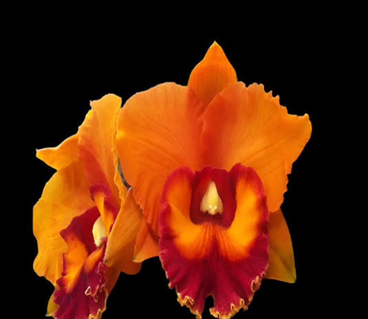 Catteliya Rlc Nakornchaisri Delight .Medium Orchid Plant -With Orchid Pot