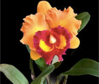 Catteliya Rlc Nakornchaisri Delight .Medium Orchid Plant -With Orchid Pot