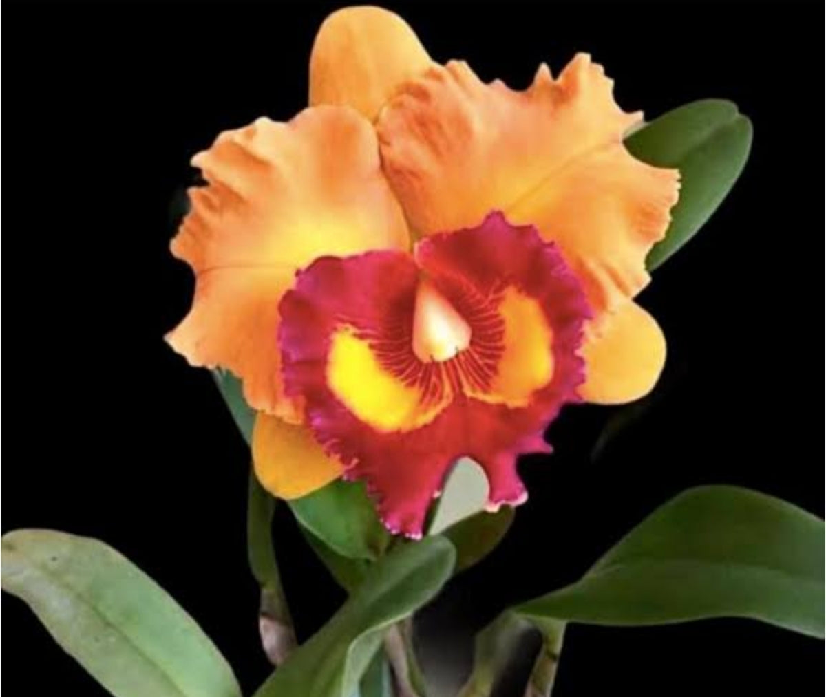Catteliya Rlc Nakornchaisri Delight .Medium Orchid Plant -With Orchid Pot