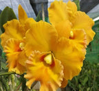 Catteliya  Malworth medium Orchid Plant -With Orchid Pot