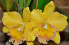 Catteliya  Malworth medium Orchid Plant -With Orchid Pot
