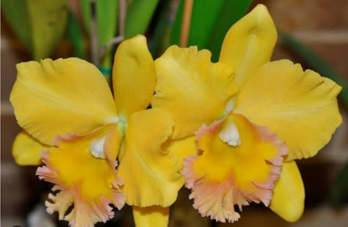 Catteliya  Malworth medium Orchid Plant -With Orchid Pot