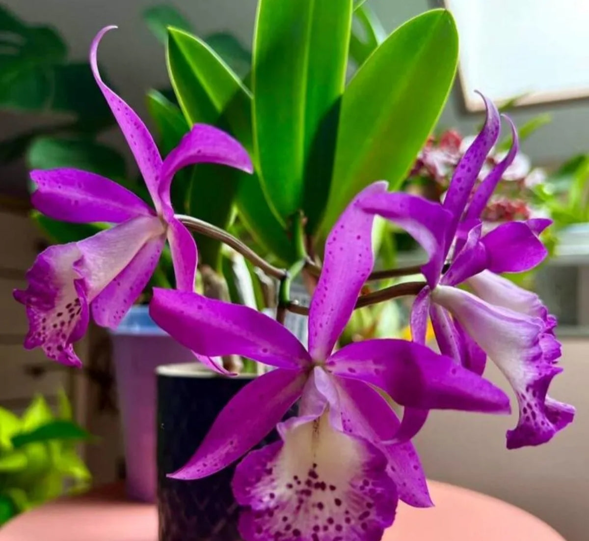 Catteliya Taiwan Memaird  Medium Orchid Plant -With Orchid Pot