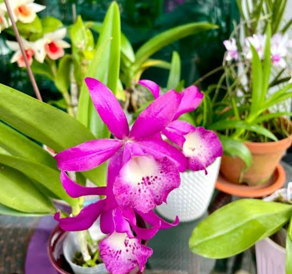 Catteliya Taiwan Memaird  Medium Orchid Plant -With Orchid Pot