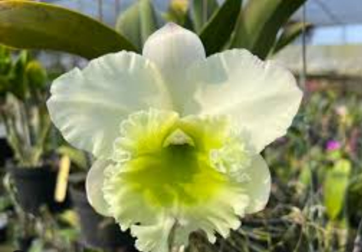 Catteliya Chunfong  Jade Medium Orchid Plant -With Orchid Pot