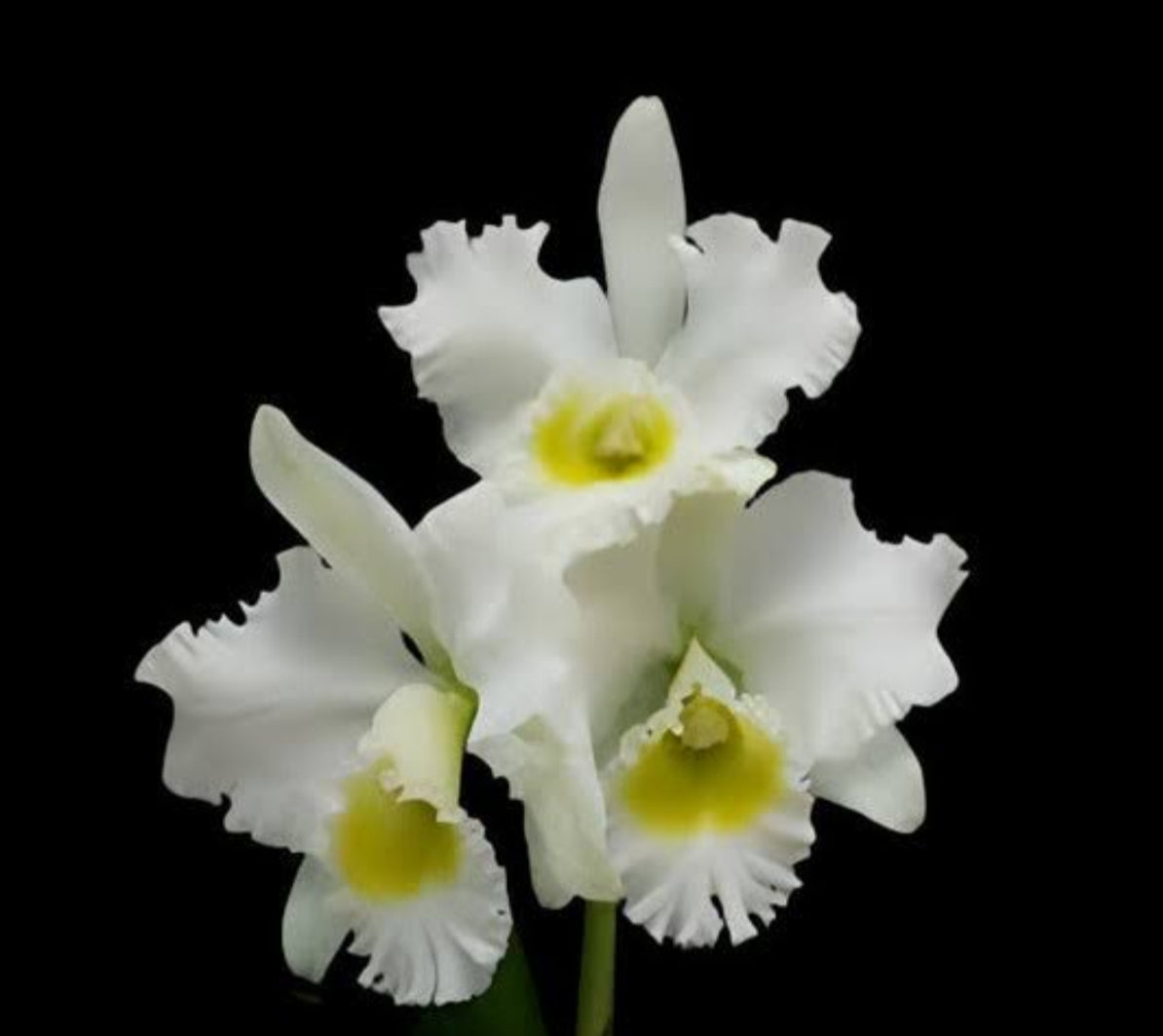 Catteliya Buradeking Wonder Lakeland Medium Orchid Plant -With Orchid Pot