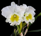 Catteliya Buradeking Wonder Lakeland Medium Orchid Plant -With Orchid Pot