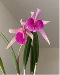 Catteliya B.C Mung Putman Stk=Bc Morning Glory Xeimter Media Medium Orchid Plant -With Orchid Pot