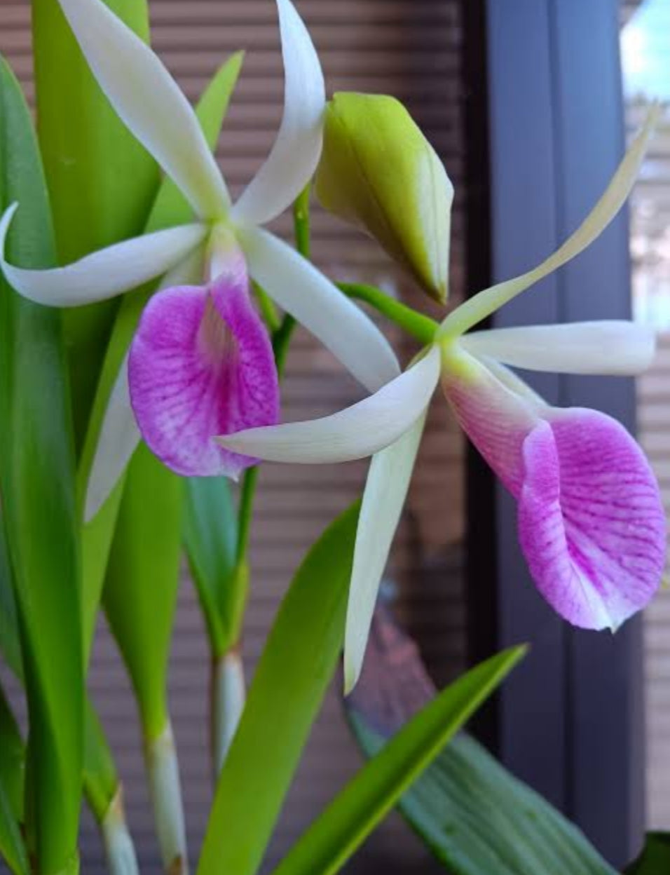 Catteliya B.C Mung Putman Stk=Bc Morning Glory Xeimter Media Medium Orchid Plant -With Orchid Pot