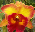 Catteliya Blc Chomthong Fancy Orchid Plant -With Orchid Pot