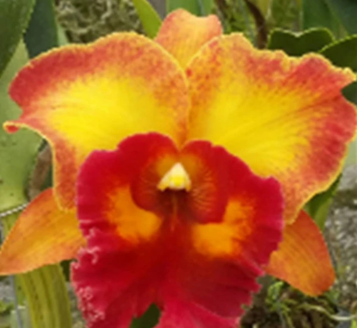 Catteliya Blc Chomthong Fancy Orchid Plant -With Orchid Pot