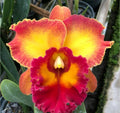 Catteliya Blc Chomthong Fancy Orchid Plant -With Orchid Pot