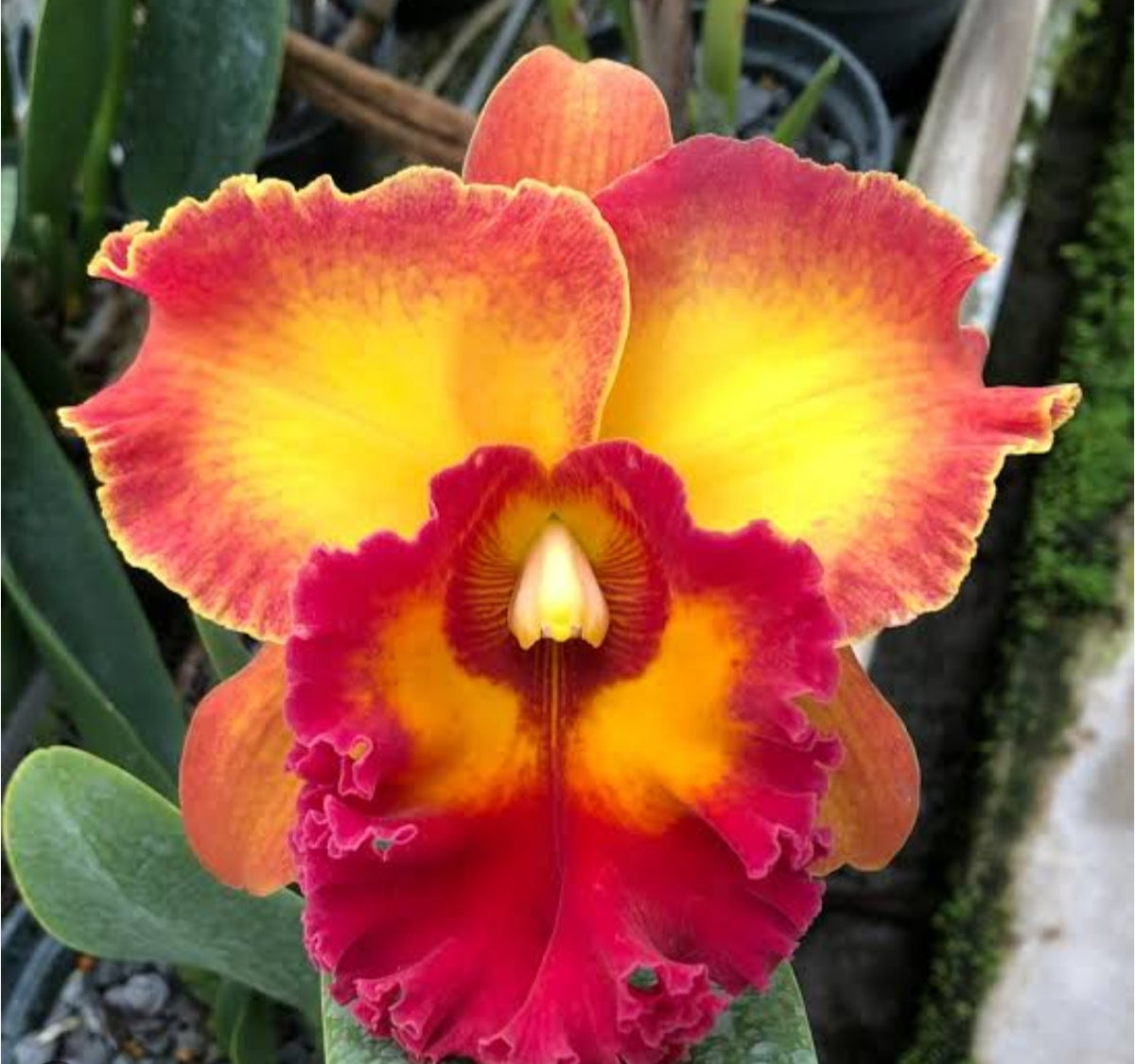 Catteliya Blc Chomthong Fancy Orchid Plant -With Orchid Pot