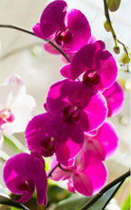 Phelonopsis Free-Ride ... Medium Orchid Plant