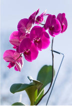 Phelonopsis Free-Ride ... Medium Orchid Plant
