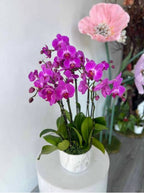 Phelonopsis Free-Ride ... Medium Orchid Plant
