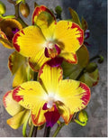 Phelonopsis Papagayo .....Medium Orchid Plant