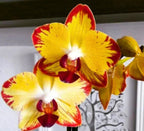 Phelonopsis Papagayo .....Medium Orchid Plant