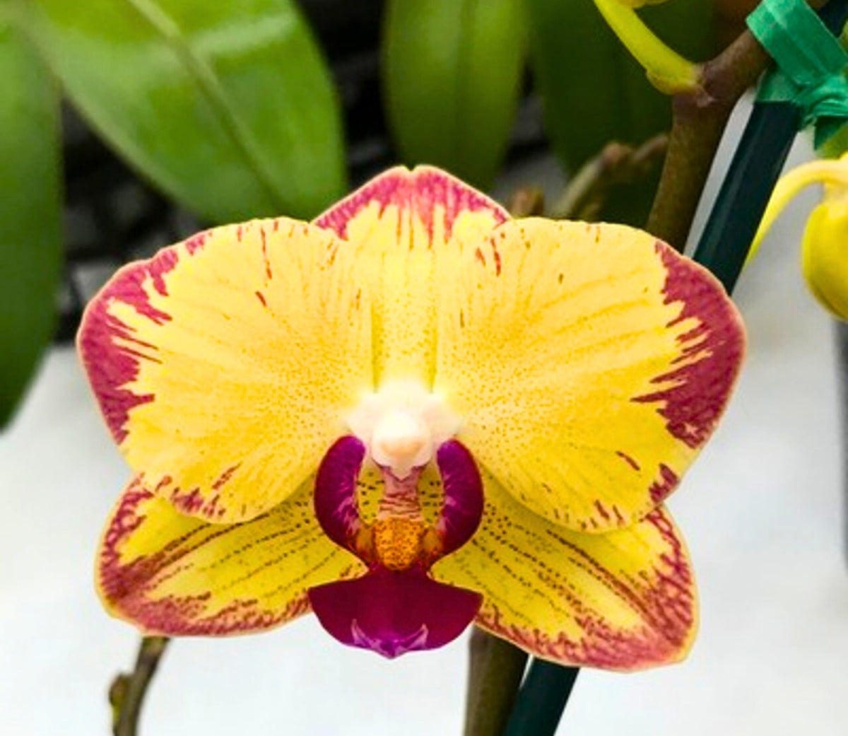 Phelonopsis Papagayo .....Medium Orchid Plant