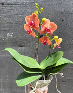 Phelonopsis Tiger Feet Medium Orchid Plant