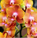 Phelonopsis Tiger Feet Medium Orchid Plant