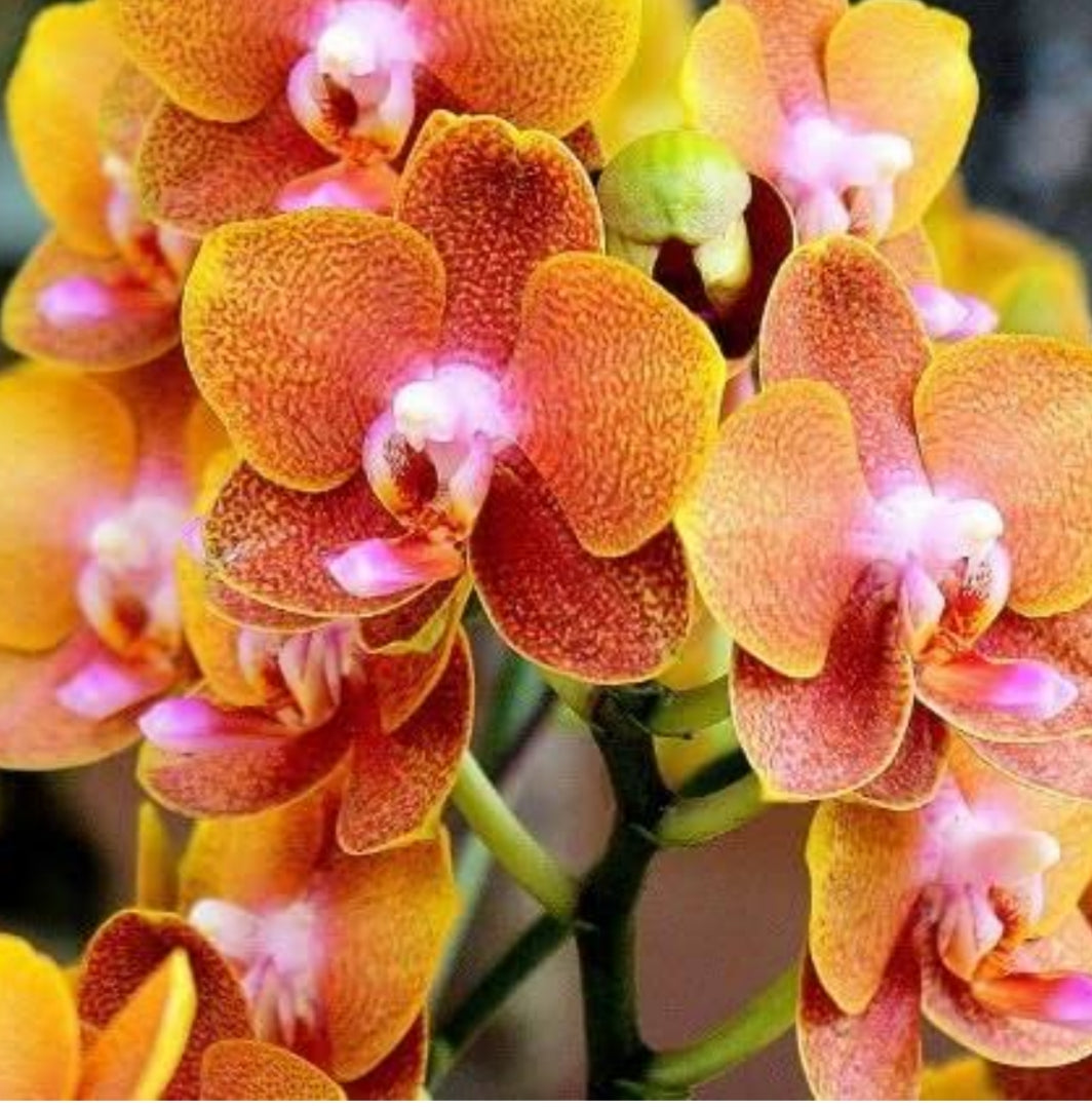 Phelonopsis Tiger Feet Medium Orchid Plant