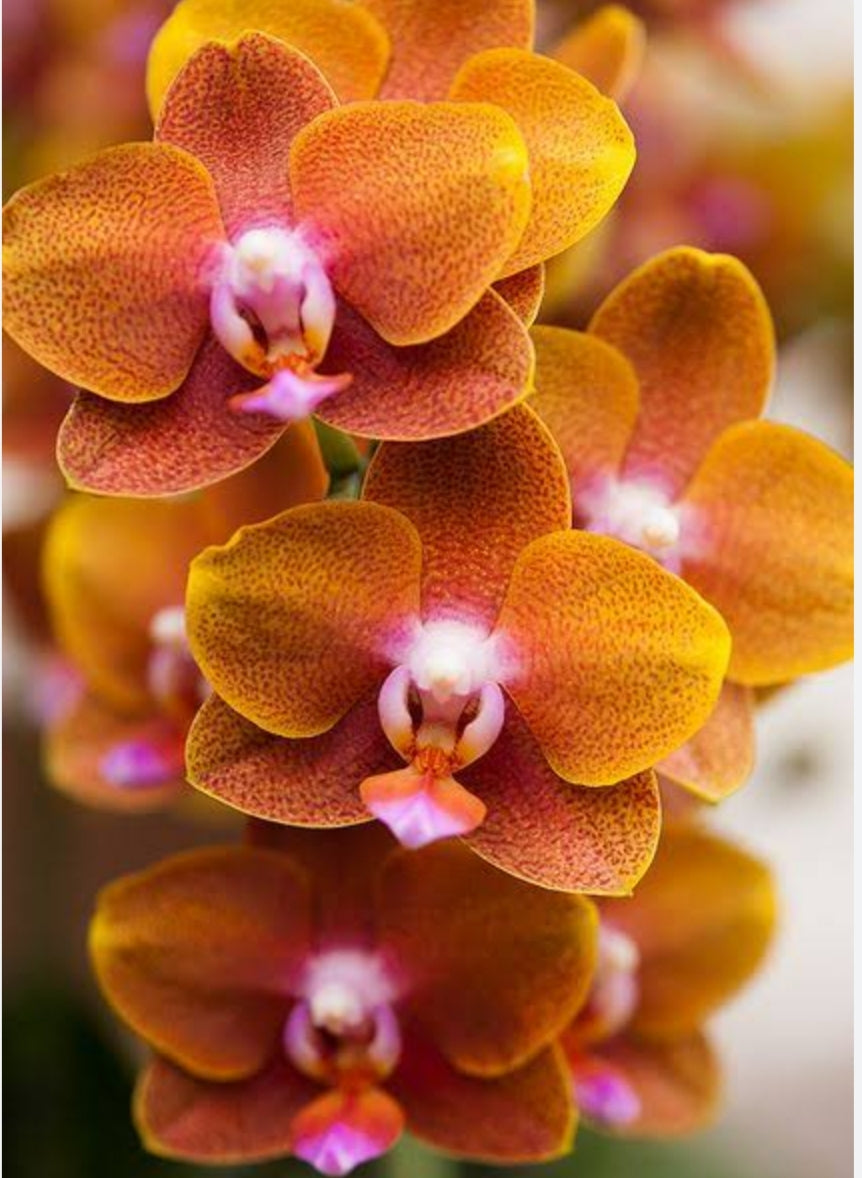 Phelonopsis Tiger Feet Medium Orchid Plant