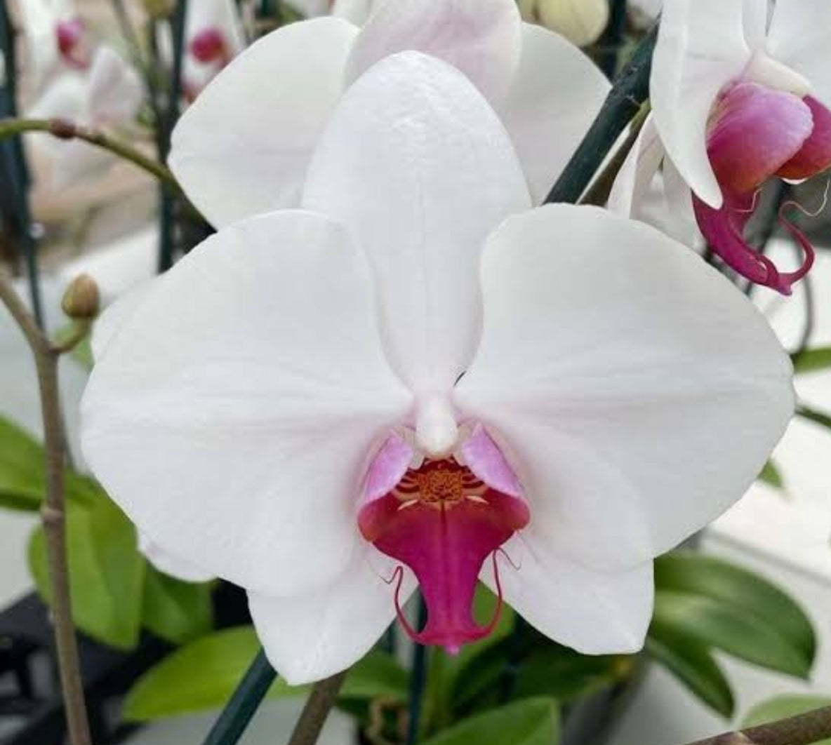Phelonopsis Splendid Medium Orchid Plant
