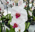 Phelonopsis Splendid Medium Orchid Plant