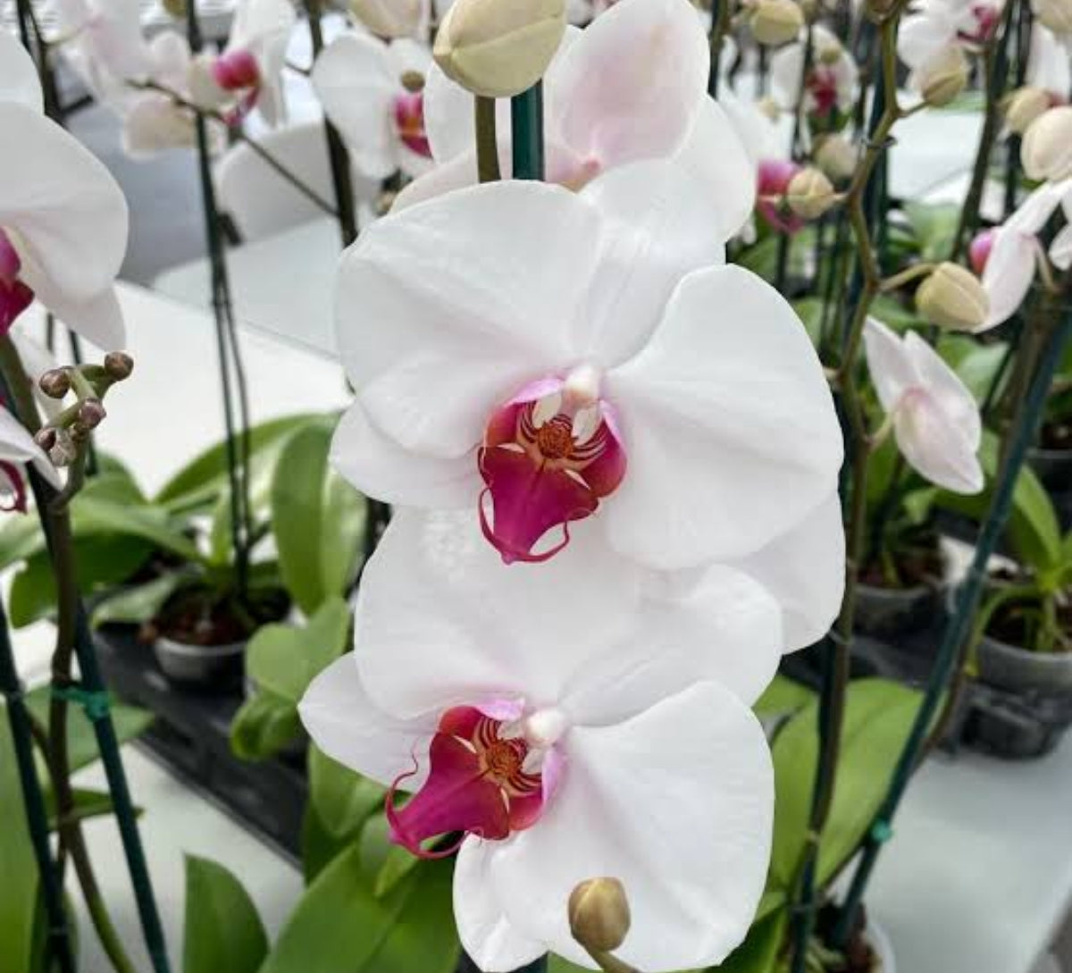 Phelonopsis Splendid Medium Orchid Plant