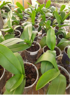 Phelonopsis Splendid Medium Orchid Plant
