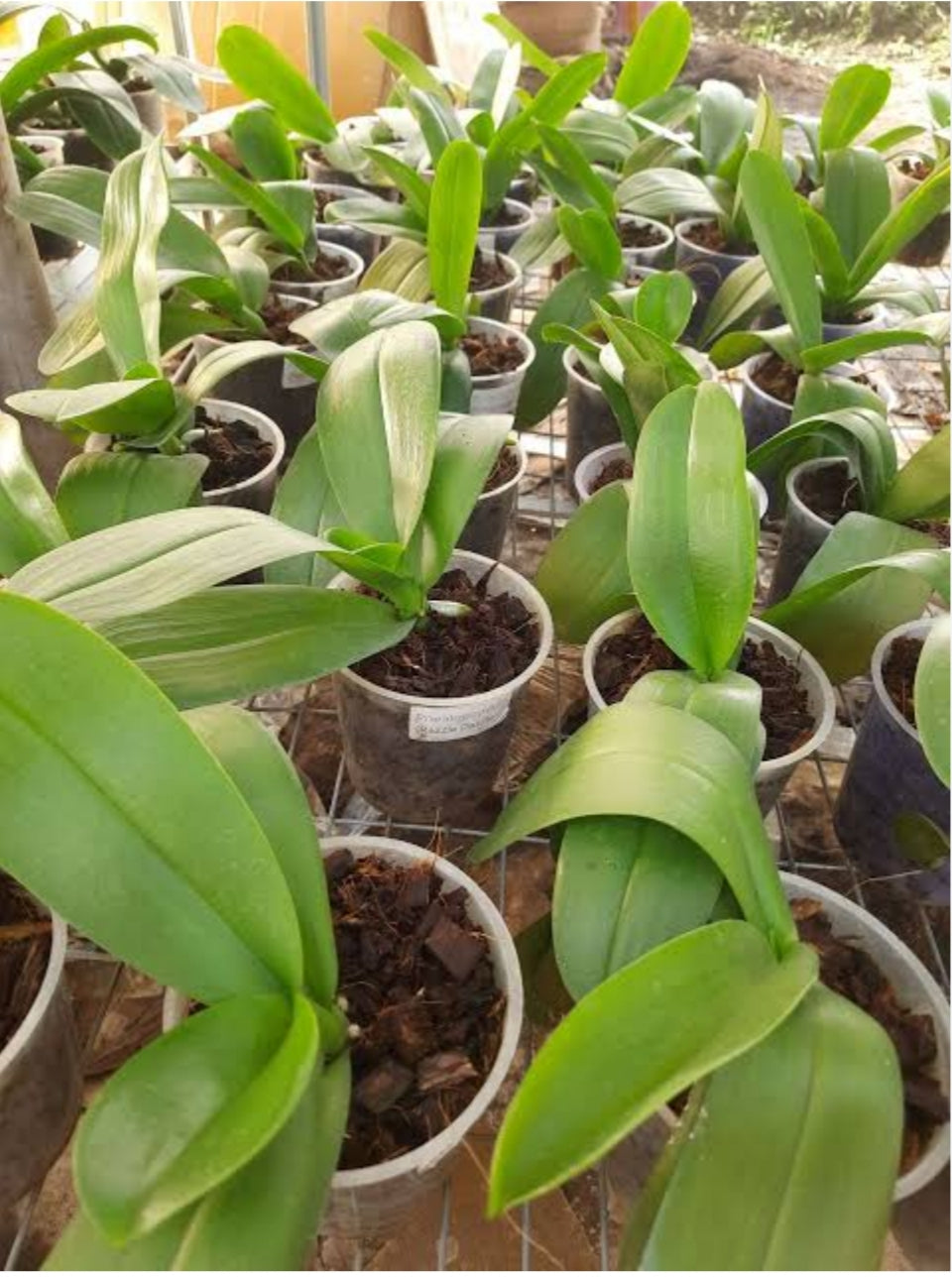 Phelonopsis Splendid Medium Orchid Plant