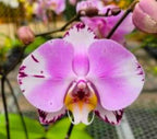 Phelonopsis Art Nouveu Medium Orchid Plant