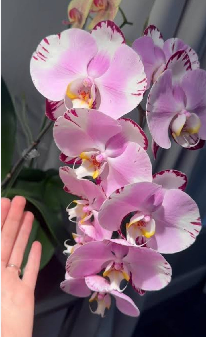 Phelonopsis Art Nouveu Medium Orchid Plant