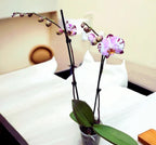 Phelonopsis Art Nouveu Medium Orchid Plant
