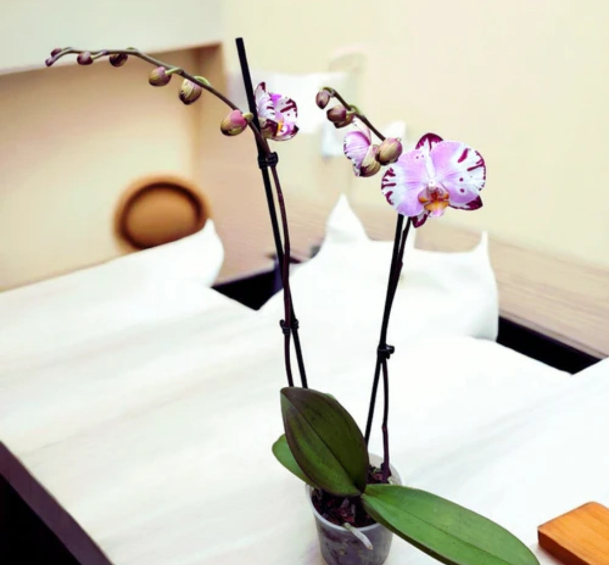 Phelonopsis Art Nouveu Medium Orchid Plant
