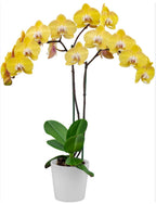 Phelonopsis Durzling Sun  Medium Orchid Plant