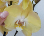 Phelonopsis Durzling Sun  Medium Orchid Plant