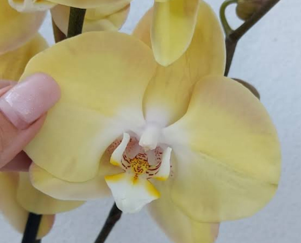 Phelonopsis Durzling Sun  Medium Orchid Plant