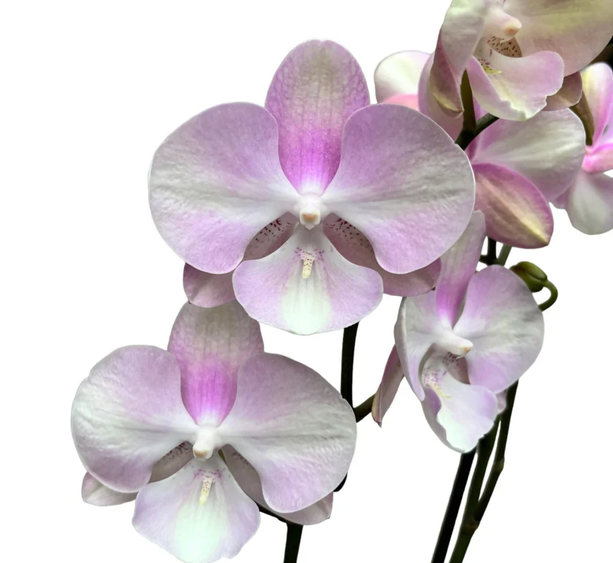 Phelonopsis Venetian Carnival Medium Orchid Plant