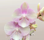 Phelonopsis Venetian Carnival Medium Orchid Plant