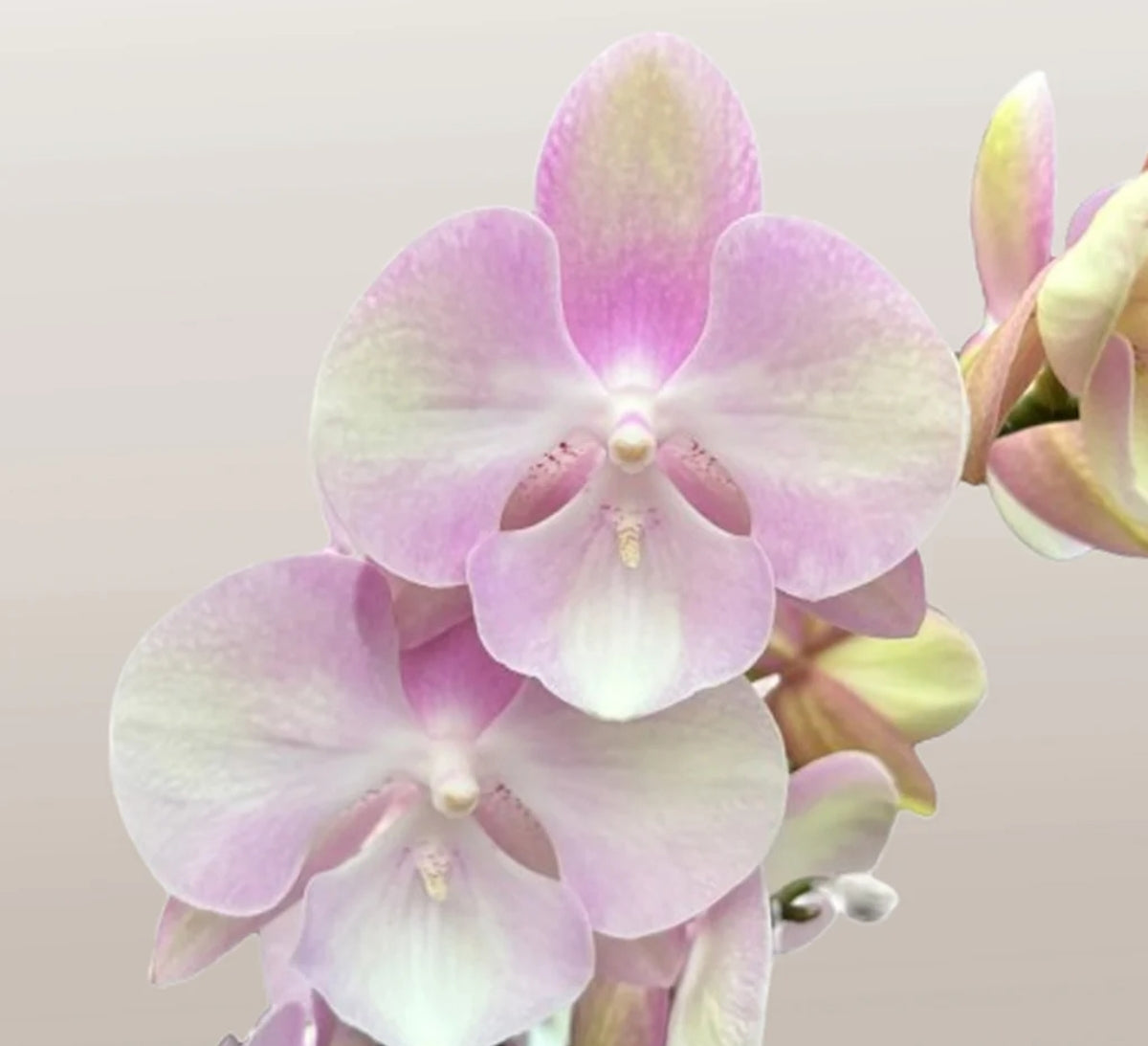 Phelonopsis Venetian Carnival Medium Orchid Plant