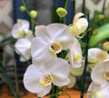 Phalonopsis Silver Light Medium Orchid Plant